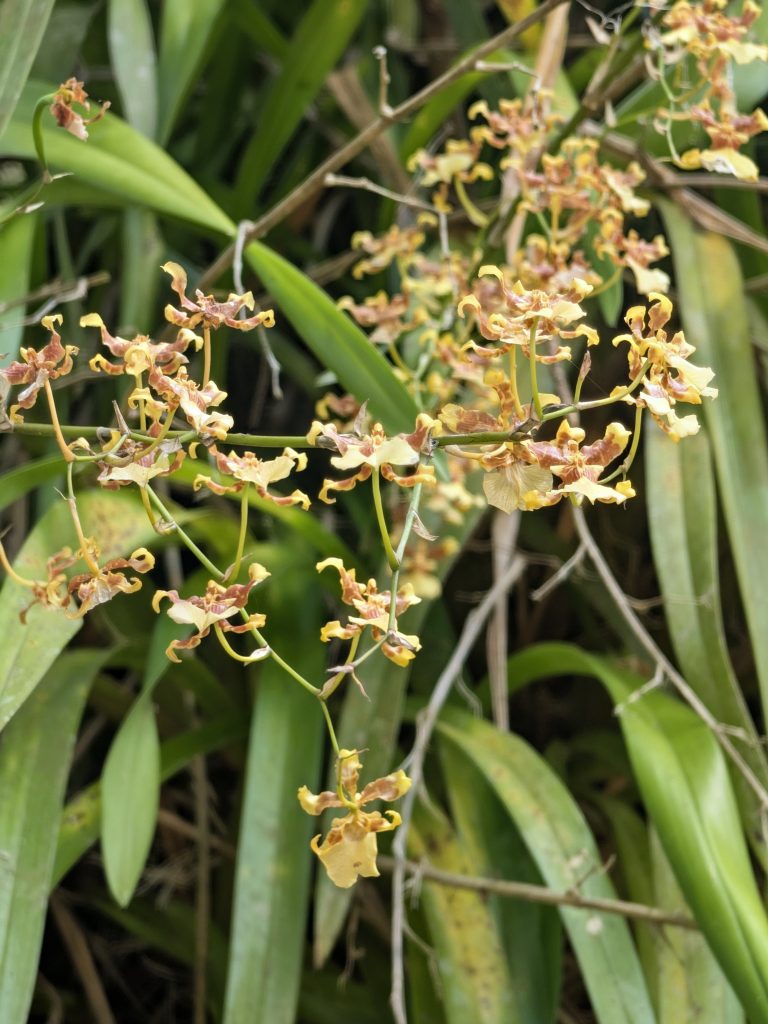 Wild yellow orchids 