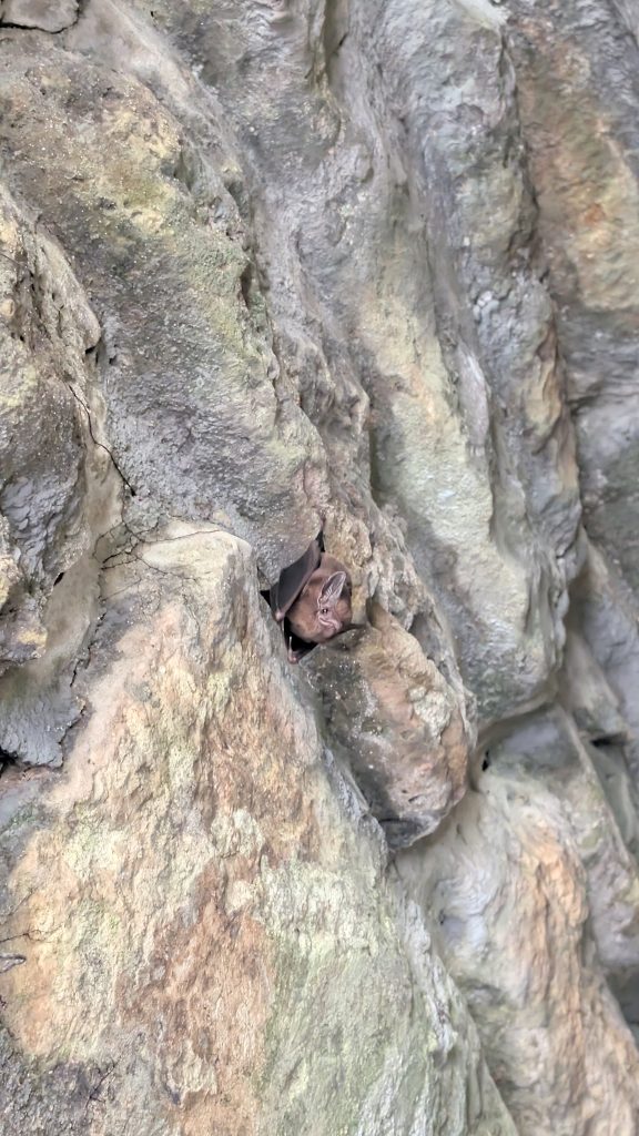 Bat at Labyrinth