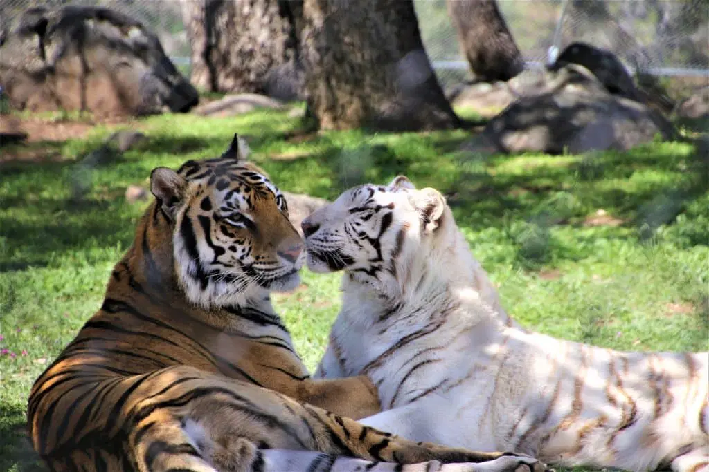 two tigers cuddling at tigers, lions and bears rescue