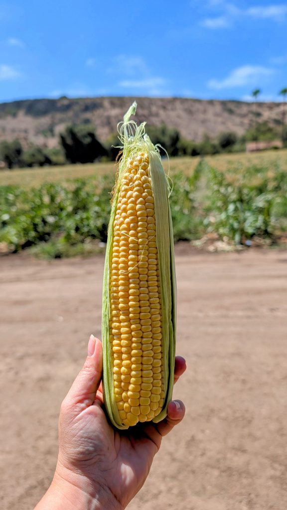 Corn at Rancho El Carrizo, Rosarito