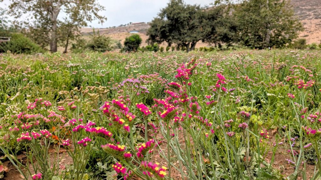Flower Farm in Rosarito