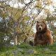 Grizzly bear at Lions Tigers and Bears Sanctuary Alpine