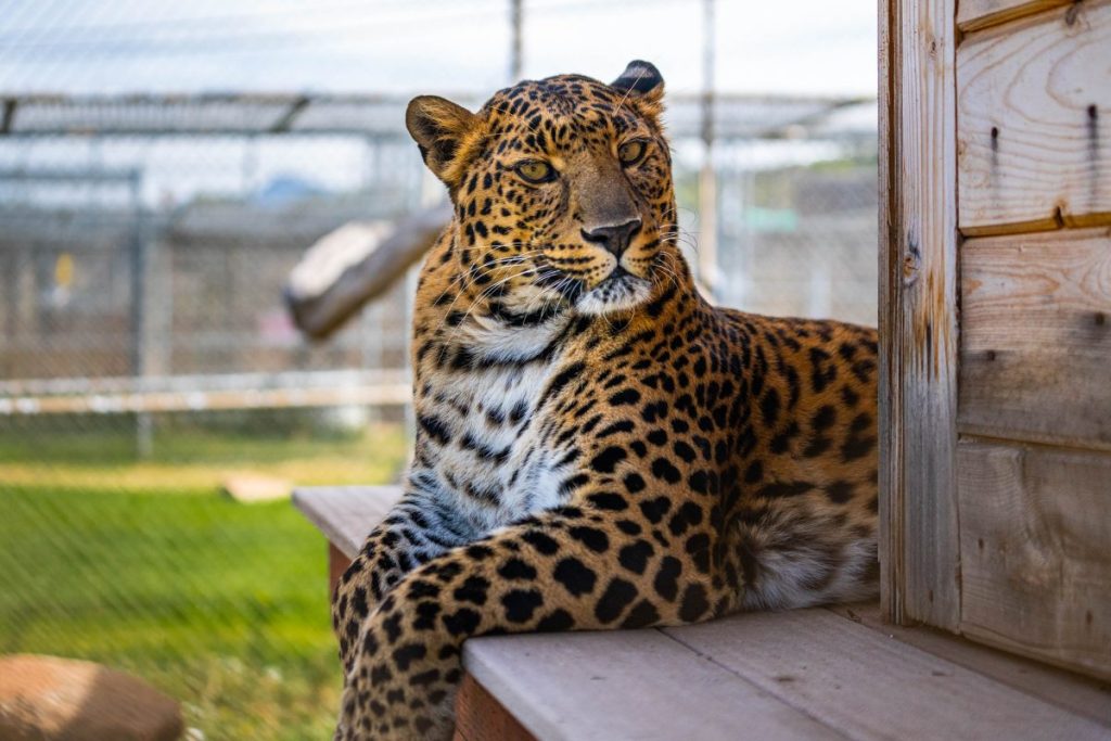 Conga Leopard at Lions Tigers and Bears Rescue San Diego Alpine