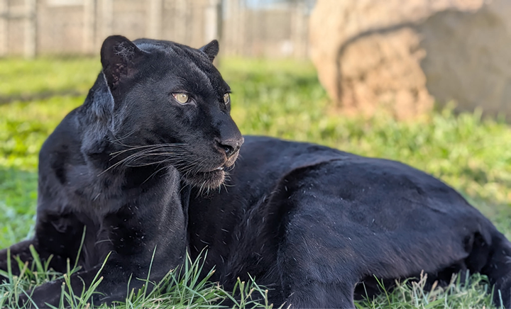 Onyx Black Panther at Lions Tigers and Bears Rescue San Diego Alpine