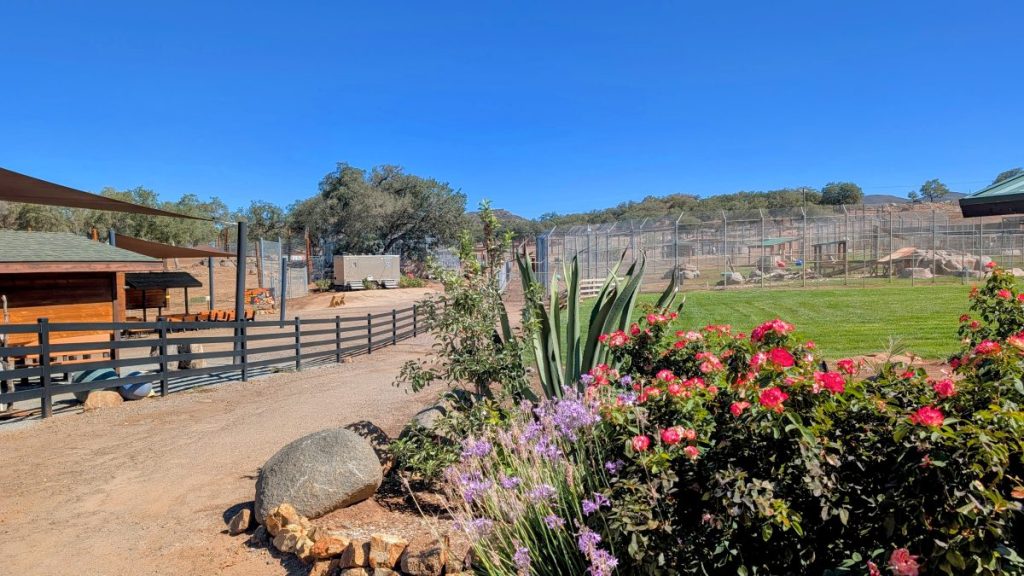 Lions Tigers and Bears Sanctuary San Diego Alpine