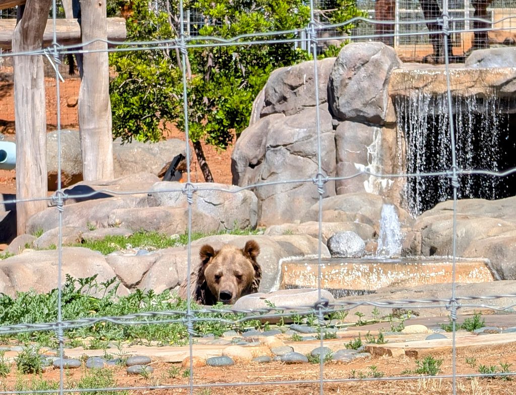 Albert the Grizzly lounging in his pool at the Lions Tigers, and Bears Sanctuary San Diego