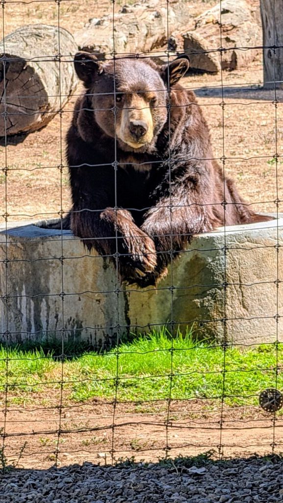 Meatball the Bear at Lions Tigers and Bears Rescue San Diego Alpine