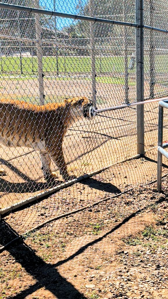 Liger Feeding at Lions Tigers and Bears Rescue San Diego Alpine