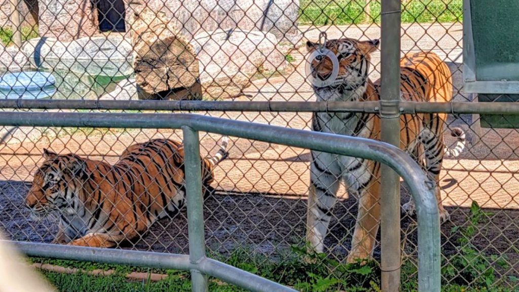 2 Tigers at Lions Tigers and Bears Rescue San Diego Alpine