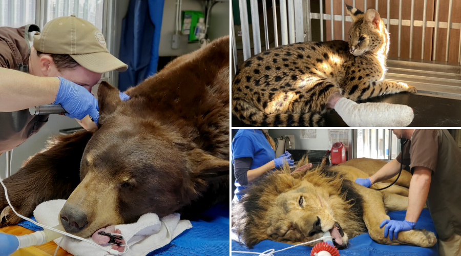Vet pics collage at Lions Tigers and Bears Sactuary San Diego in Alpine